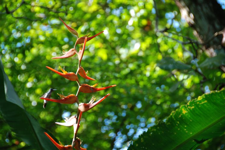 Colibri en pleno vuelo