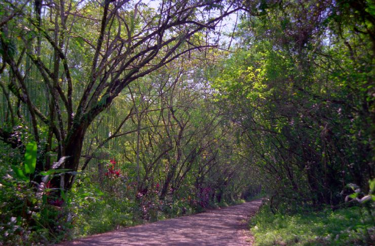 Camino hacia Matapalo