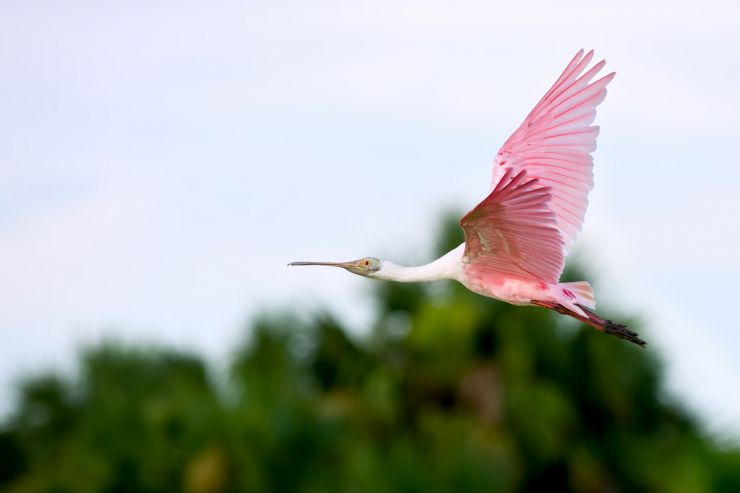 Espatula Rosada volando en la Reserva Biologica Isla Pajaros