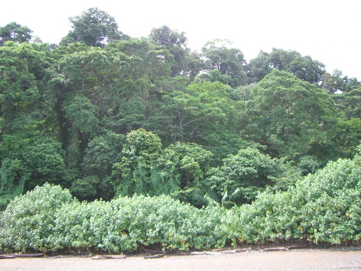 Bosque en la parte trasera de la playa en Marino Ballena
