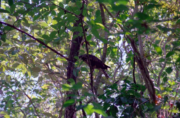 Ave en el arbol