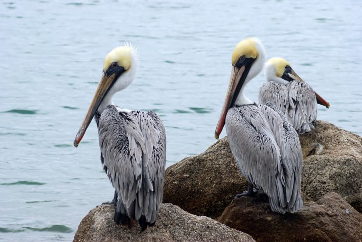 Pelicanos cafes adultos descansando en las rocas, Isla Bolanos Refugio de Vida Silvestre