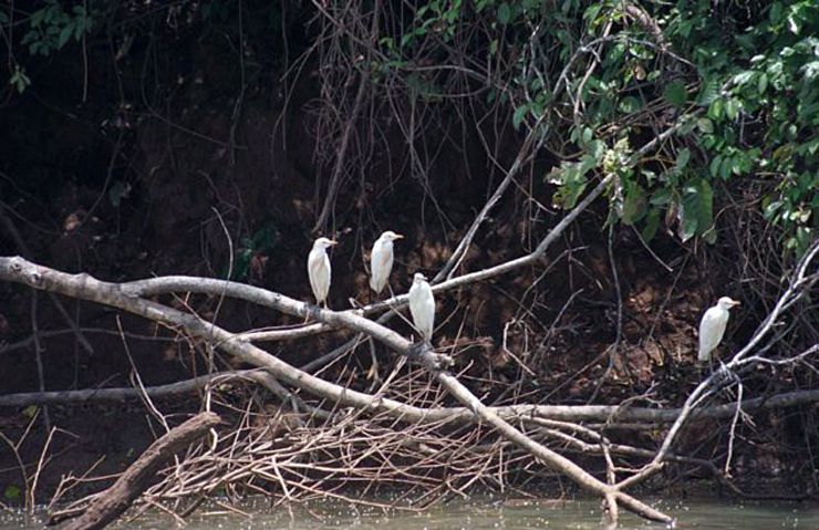 Ca�o Negro River