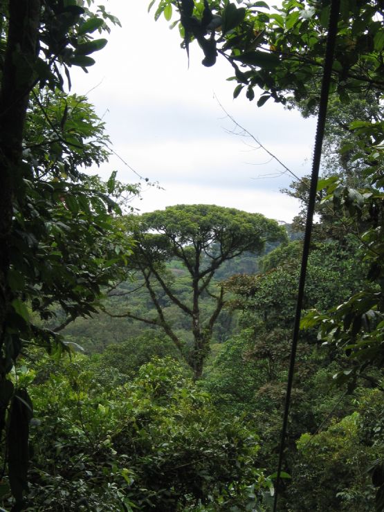 Canopy en el Parque Nacional Braulio Carrillo