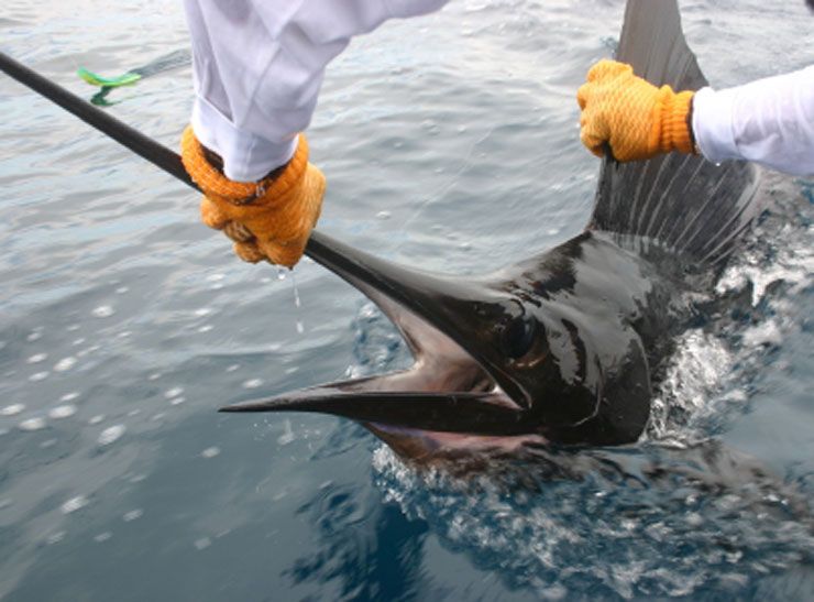 Captura y liberacion de un pez Vela en Quepos