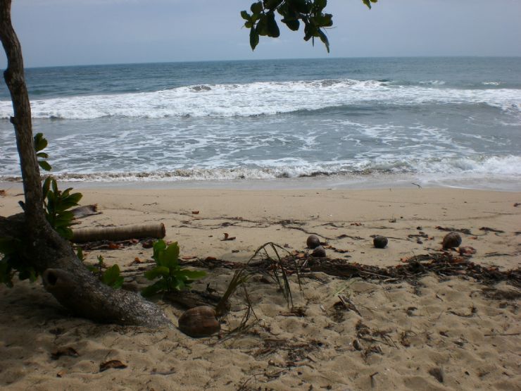 Coco en la playa de Cahuita
