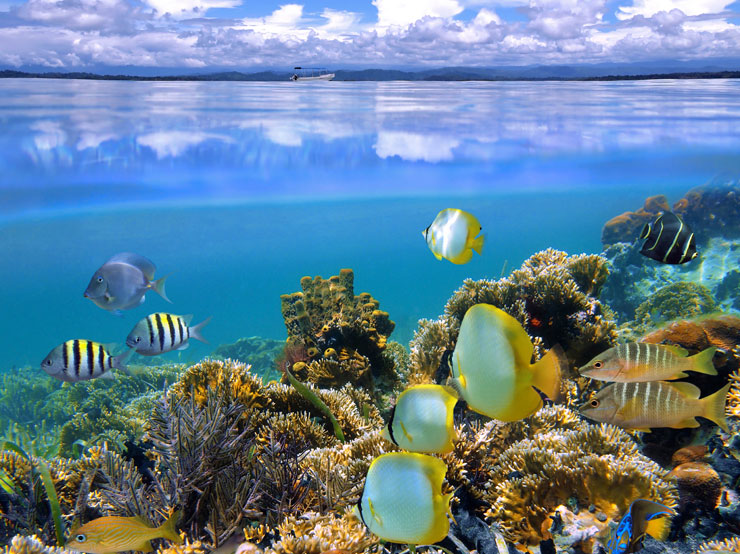 Ver el arrecife del Parque Nacional de Cahuita - Go Visit Costa Rica