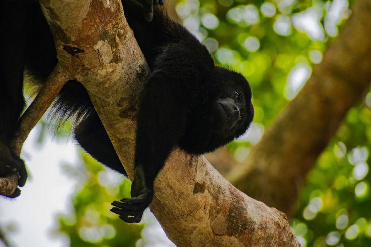 Mono aullador descansando en árbol cerca de Tamarindo