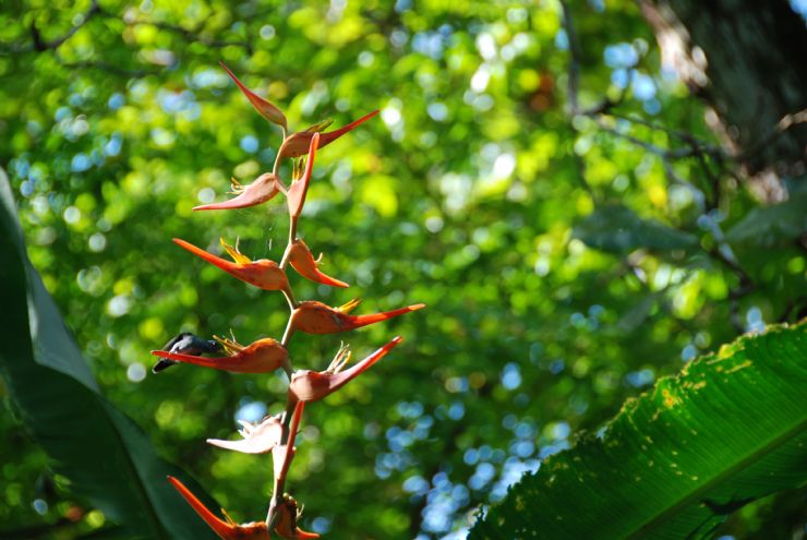 Hummingbird eating nectar
