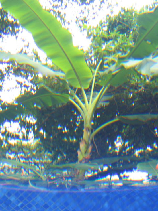 Palmera de banano vista de debajo del agua en Mal Pais