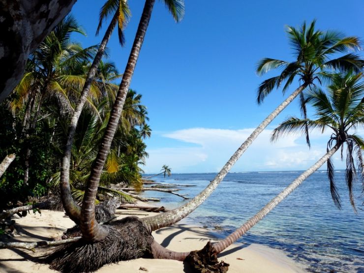 Palms sobre el océano en la playa de Cahuita