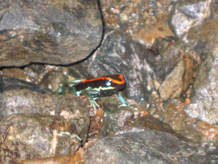 Dart Frog