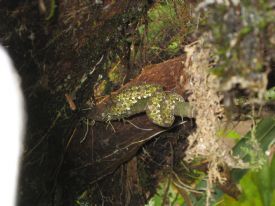 Eyelash Pit Viper Snake - Braulio Carrillo National Par