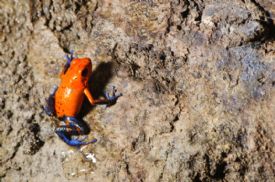 Rana dardo venenosa de bluejeans (Oophaga pumilio)&nbsp;-&nbsp;Parque Nacional Tortuguero, Limon