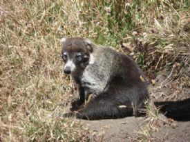 Coati de nariz blanca en el Volcan Irazu&nbsp;-&nbsp;Parque Nacional Volc�n Iraz�, Cartago