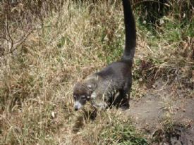 Coati de nariz blanca caminando&nbsp;-&nbsp;Parque Nacional Volc�n Iraz�, Cartago