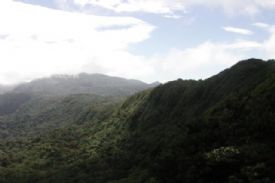Vista por encima del Canopy en la Reserva del bosque nuboso de Monteverde