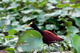 Jacana Norte en el Parque Nacional Tortuguero&nbsp;-&nbsp;Parque Nacional Tortuguero, Limon