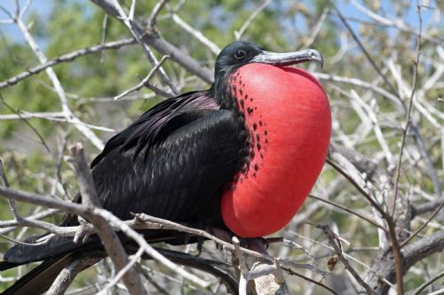 Magnificent Frigatebird inflated throat pouch for breeding season