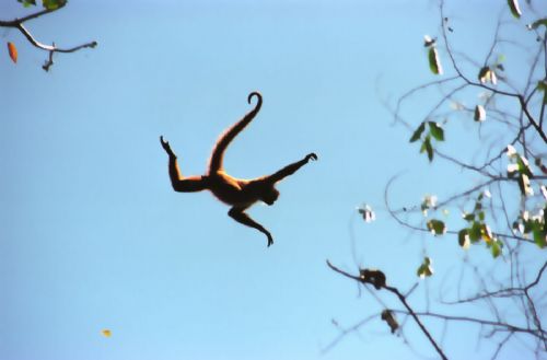 Mono Arana volador