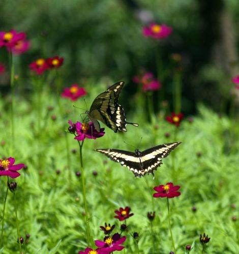 Swallowtail Butterflies at Barbilla National Park