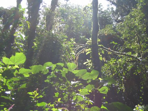 Monteverde Cloud Forest
