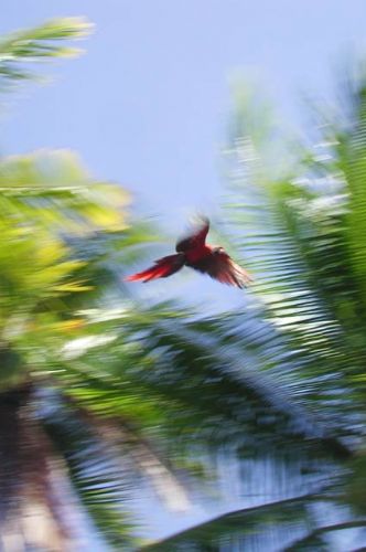 Scarlet Macaw in Flight, Corcovado