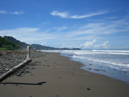 Driftwood on Playa Dominical