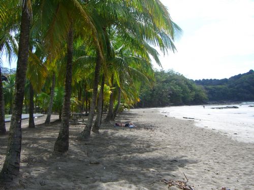 Relax under the palm trees at Playa Carrillo