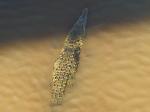 Crocodile in River