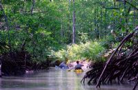Kayak a traves de rios y manglares de Costa Rica