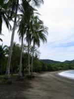 Beach Palm