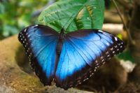 Hermosas Mariposas en Costa Rica - Galeria de Fotos