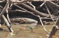 Ca�o Negro Cayman