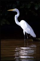 Great Egret