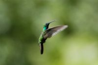 Sorprendentes Colibries en Costa Rica - Galeria de Fotos