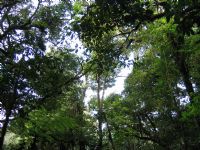 Monteverde Cloud Forest Reserve