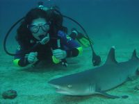 White Tip Reef Shark