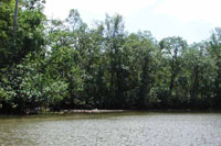 Inlet at Sierpe