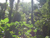 Bosque Nuboso y Volc�n Arenal Tour