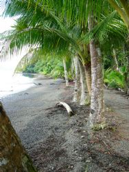 The Beach
