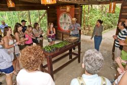 Coffee bush nursery