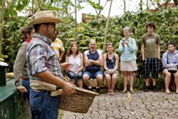 Exploring the traditional method for harvesting coffee 