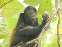 Howler monkey at Los Almendros de Ocotal