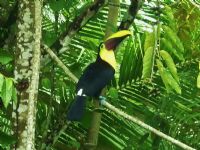 tukan in the garden