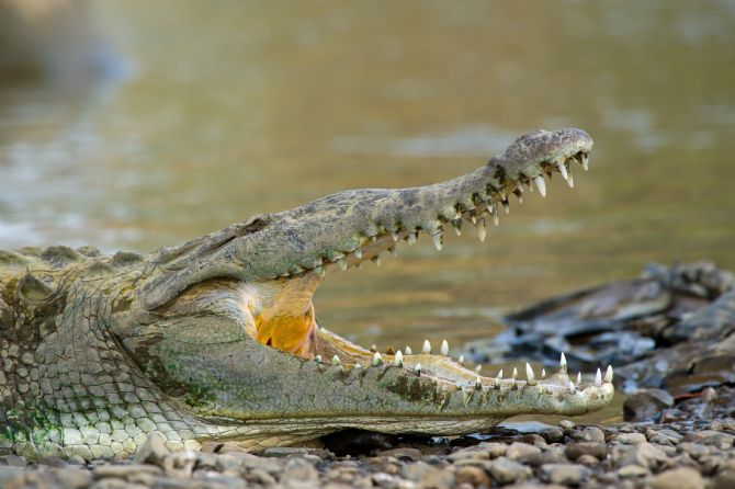 Cocodrilo en Parque Nacional Palo Verde