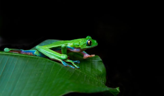 La Rana de Costados Azules en peligro de extinción