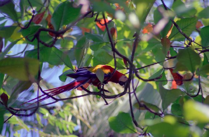 Guacamaya Escarlata en arbol