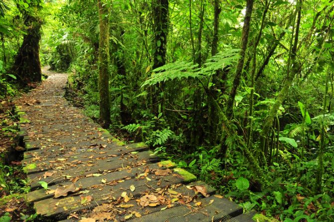 Sendero para escalar en la Reserva Biologica de Monteverde