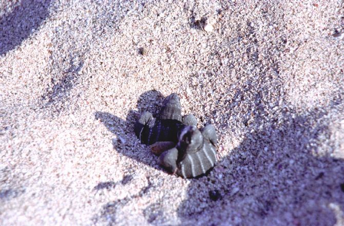 Tortugas Laud bebe saliendo de los nidos